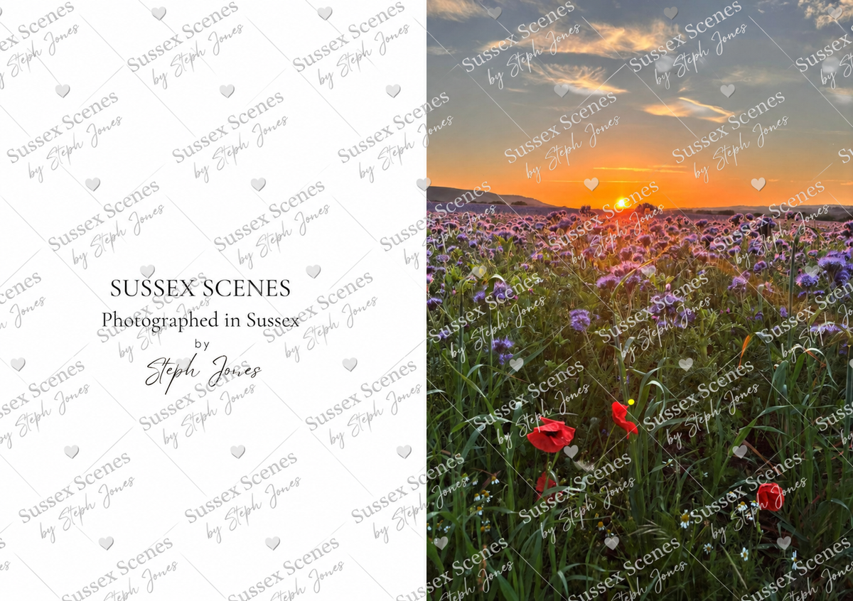 Sussex Sunset – Phacelia Fields Greeting Card