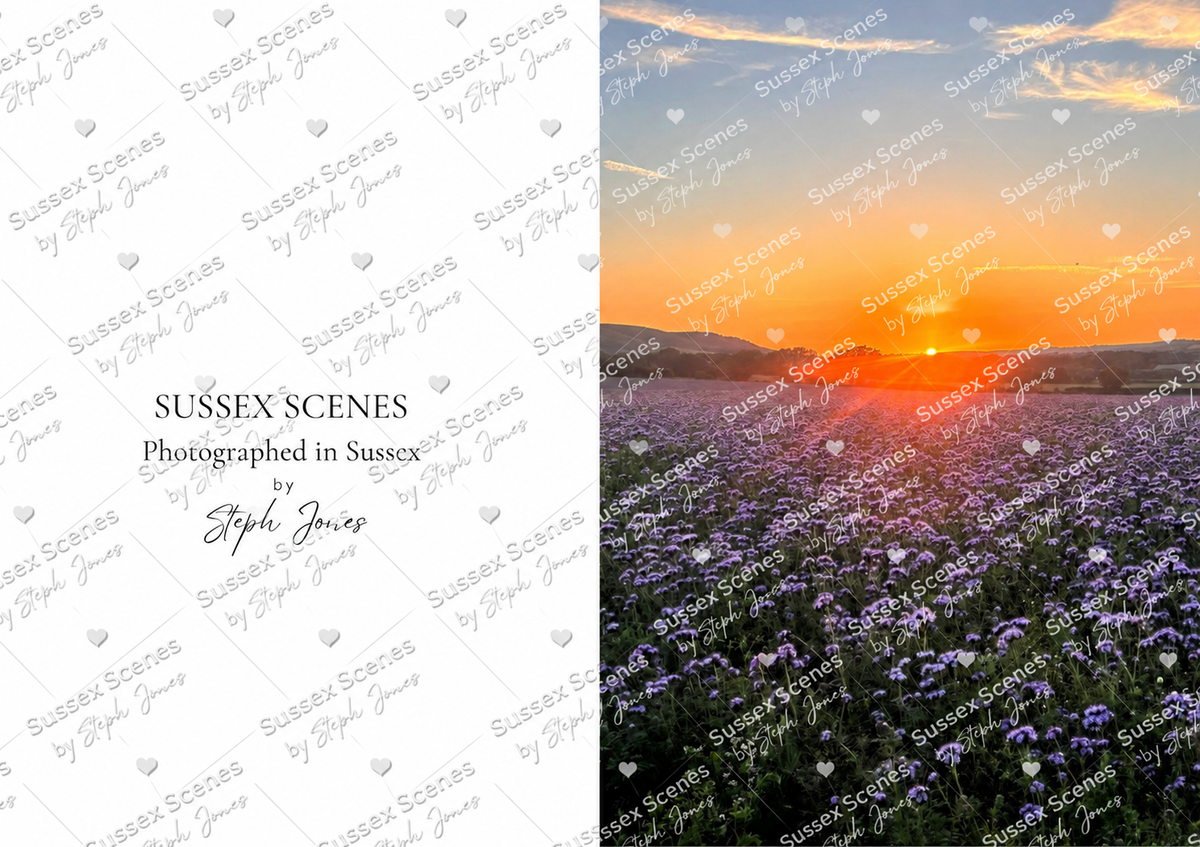 Sussex Scenes Phacelia Fields Sunset Greeting Card No.2