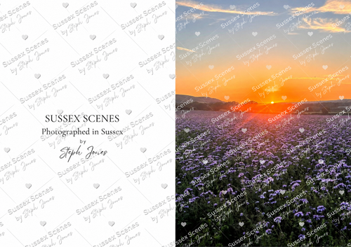 Sussex Scenes Phacelia Fields Sunset Greeting Card No.2
